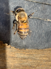Apis mellifera