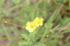Linum rupestre, photograph (c) Reid Hardin, some rights reserved (CC BY)