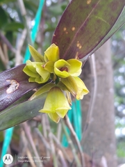 Epidendrum eximium