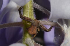 Pistius truncatus