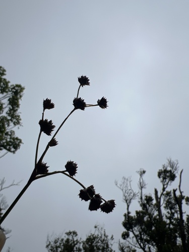 Juncus planifolius observed 2026-05-21