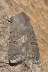 Caradrina flavirena