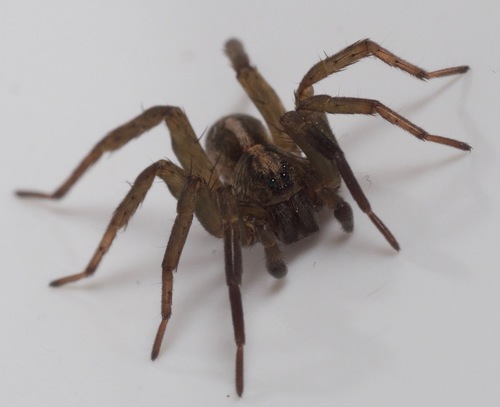 Ground wolf spider