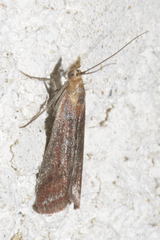 Ancylosis cinnamomella