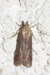 Ancylosis cinnamomella