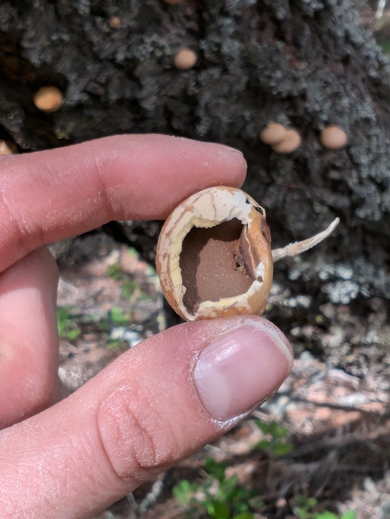 Veiled Polypore · May 2026 · photo: Photo: (c) Cass Reaume, some rights reserved (CC BY) · iNaturalist