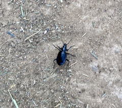 Calosoma peregrinator