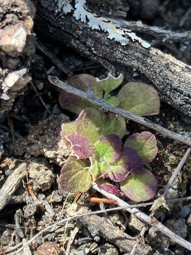 iNaturalist observation photo of blue skullcap