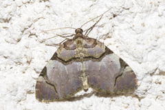 Anticlea derivata