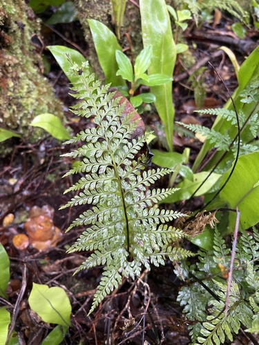 Asplenium insiticium observed 2026-05-21