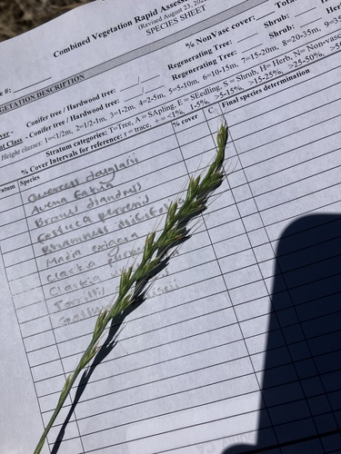 iNaturalist observation photo of Italian Ryegrass