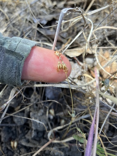 iNaturalist observation photo of pinpoint clover