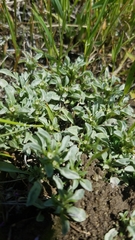 Hesperevax sparsiflora