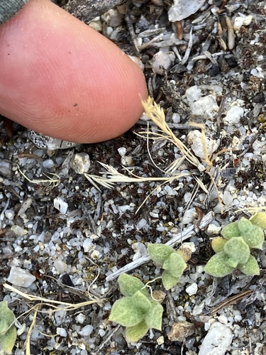 iNaturalist observation photo of sixweeks grass