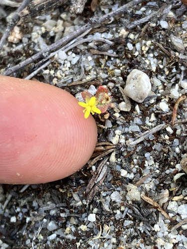 iNaturalist observation photo of miniature suncup