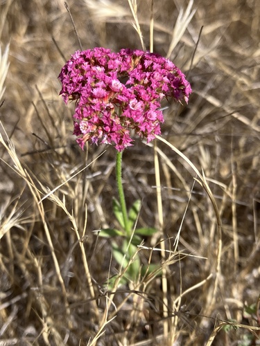 iNaturalist observation photo of Douglas' Spineflower