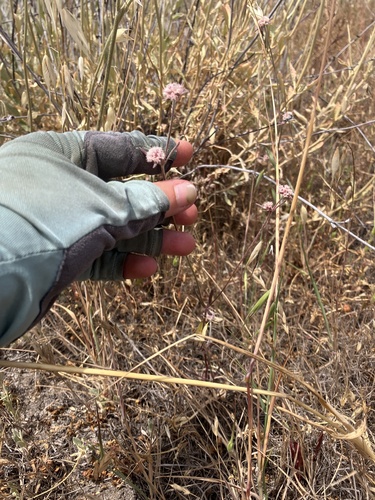 iNaturalist observation photo of pink spineflower