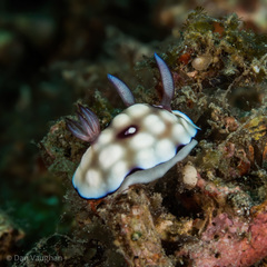 Goniobranchus hintuanensis
