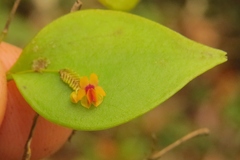 Lepanthes appendiculata