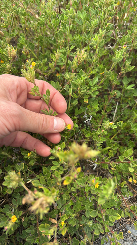 Stylosanthes viscosa observed 2026-05-21