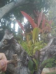 Condamineeae