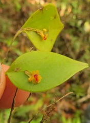 Lepanthes appendiculata