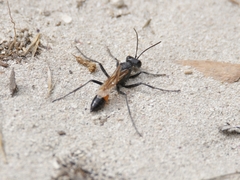 Podalonia tydei suspiciosa