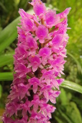 Arpophyllum giganteum