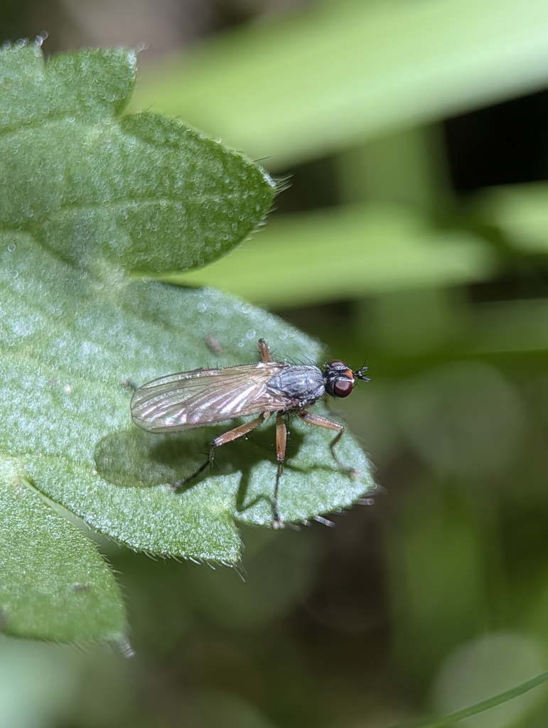 Orthacheta strigipes