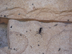 Graptocleptes bicolor