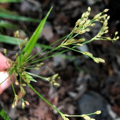 Scirpus lineatus
