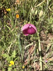 Calochortus amoenus