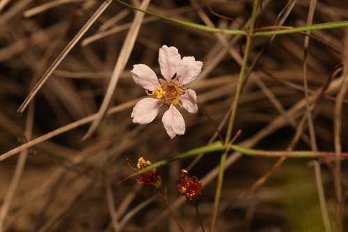 Stalkflower (Ammannia grayi)