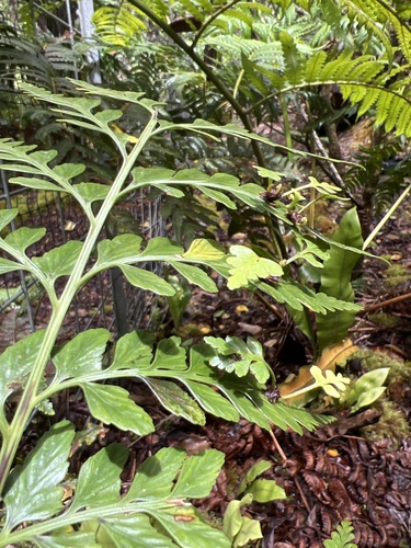Asplenium insiticium observed 2026-05-21