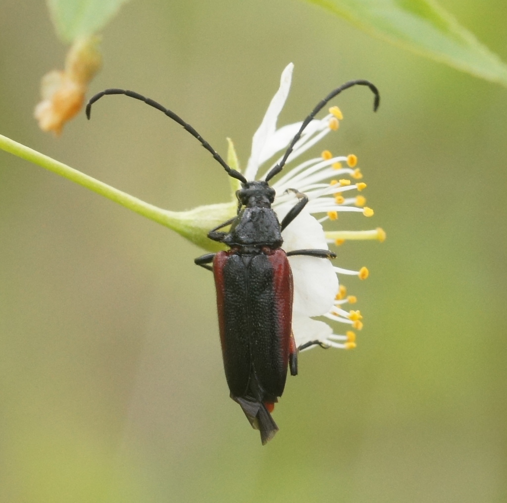 Pseudostrangalia