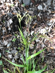 Scirpus lineatus