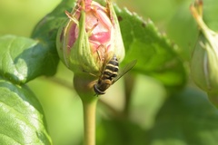 Syrphus ribesii