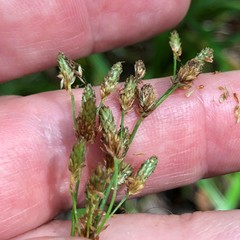 Scirpus lineatus