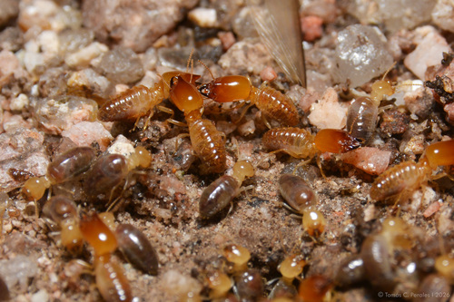 Procornitermes striatus