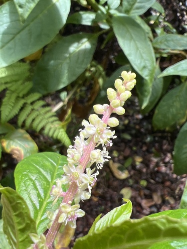 Phytolacca, 2026-05-21