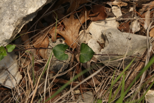 Matelea edwardsensis, photograph 6