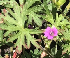 Geranium