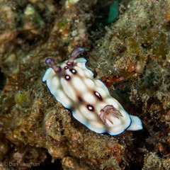 Goniobranchus hintuanensis