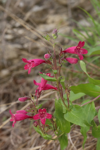 Penstemon triflorus, photograph 3