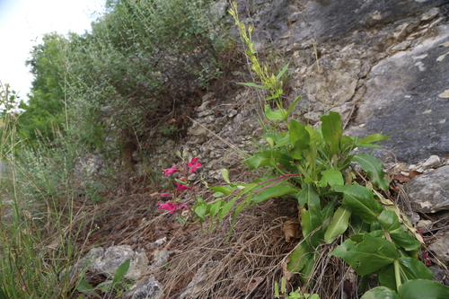 Penstemon triflorus, photograph 4
