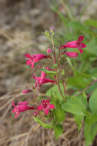 Penstemon triflorus, photograph 6