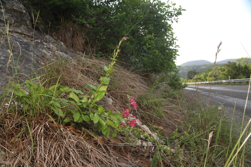 Penstemon triflorus, photograph 5