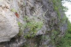 (c) Reid Hardin, some rights reserved (CC BY) Buddleja racemosa, photograph (c) Reid Hardin, some rights reserved (CC BY)