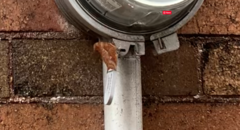 Polygonia interrogationis