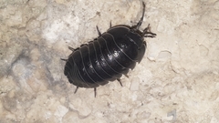 Armadillidium depressum